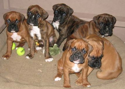 Description: Description: IMG_0017 (Small)