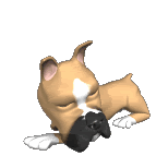 Description: Description: th_boxer_dog_hearing_something_lg_clr