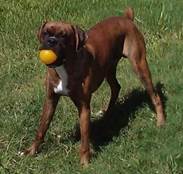 Description: Description: charley_with_ball_oct (Small)